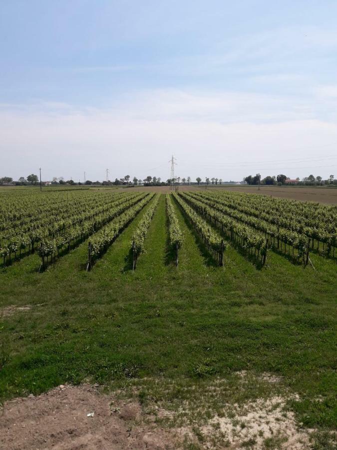 Tenuta Crescentini-Vallemura ,Appartamenti Con Entrata Indipendente Сан-Дона-ді-П'яве Екстер'єр фото