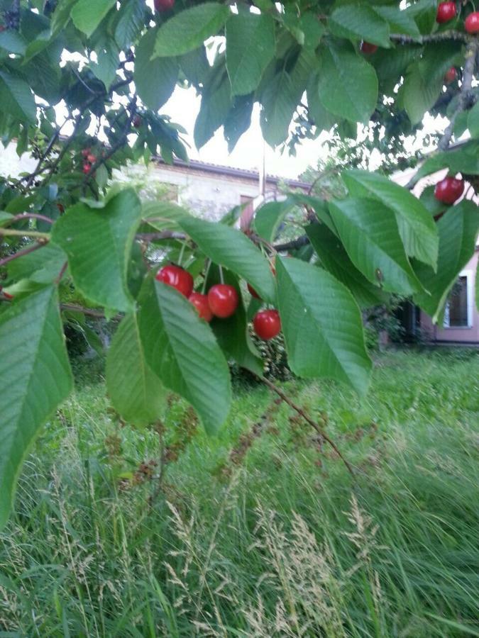 Tenuta Crescentini-Vallemura ,Appartamenti Con Entrata Indipendente Сан-Дона-ді-П'яве Екстер'єр фото
